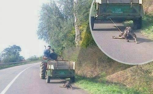 Пронађен возач трактора који је вукао пса