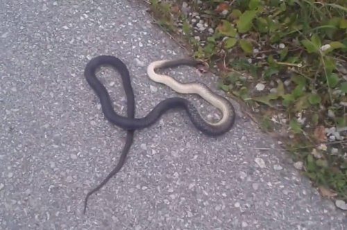 Виђена змија покрај спортског терена