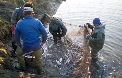 Рибокрадице ухваћене са пола тоне рибе