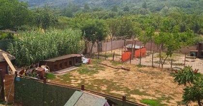 Општина троши стотине хиљада евра на уједе паса, а игнорише решење које нуди приватно прихватилиште