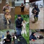 Помоћ и за животиње из поплава
