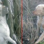 Uznemiravajuće zlostavljanje pasa kod Aleksinca: Žena na Božić zatekla jeziv prizor u dvorištu!
