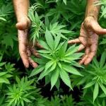 Нишлија крио марихуану у кантама у викендици код Алексинца