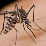 Akcija suzbijanja komaraca