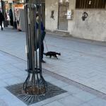 Са мачком у шетњу градом
