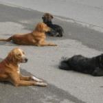 Зашто су пси на улицама проблем?