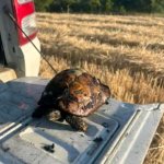 Алексиначки ватрогасци спасили живот мале шумске корњаче усред пожара