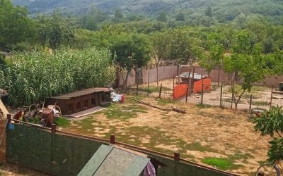 Opština troši stotine hiljada evra na ujede pasa, a ignoriše rešenje koje nudi privatno prihvatilište