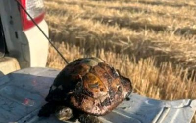 Алексиначки ватрогасци спасили живот мале шумске корњаче усред пожара