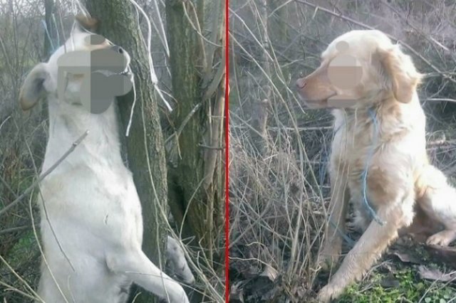 Узнемиравајуће злостављање паса код Алексинца: Жена на Божић затекла језив призор у дворишту!