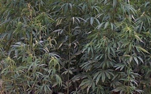 ПУ Ниш: Нађено 55 стабљика марихуане