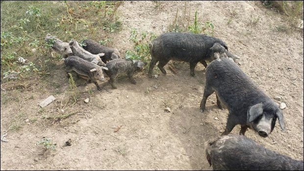Ловили дивље свиње, убили мангулице