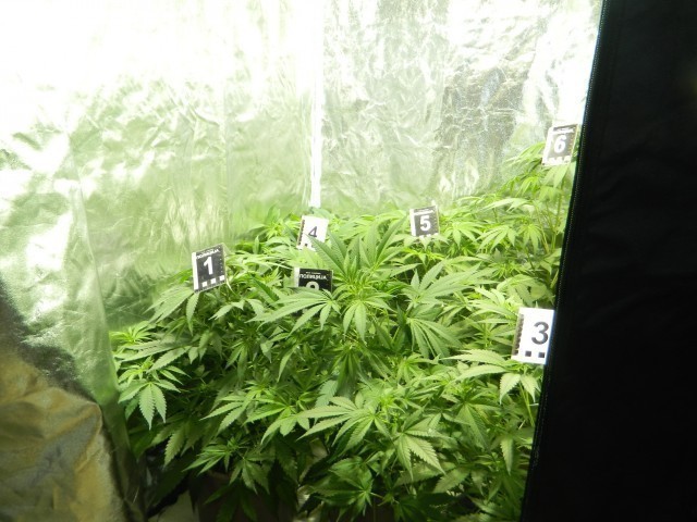 Пронађена лабораторија за марихуану у Алексинцу