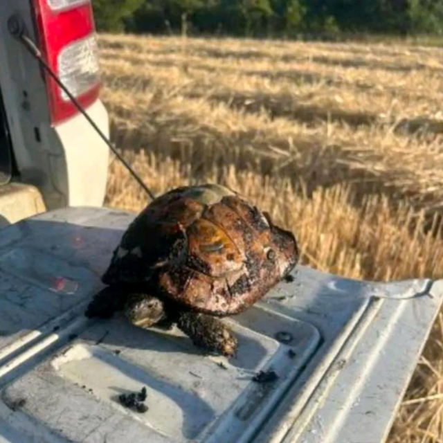 Aleksinački vatrogasci spasili život male šumske kornjače usred požara