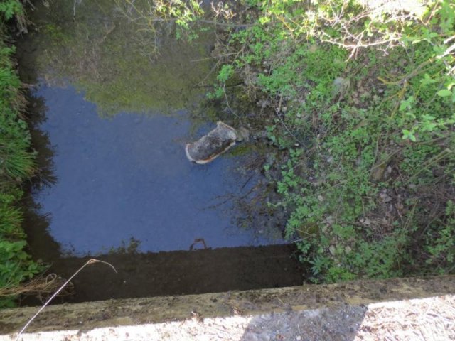 Leševi životinja bačeni u reku u aleksinačkom selu Vrelo, meštani apeluju na nadležne da reaguju